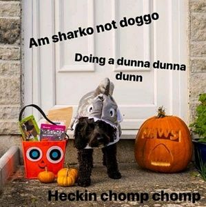 Meet your Posher, Kenny